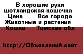 В хорошие руки шотландская кошечка › Цена ­ 7 - Все города Животные и растения » Кошки   . Томская обл.